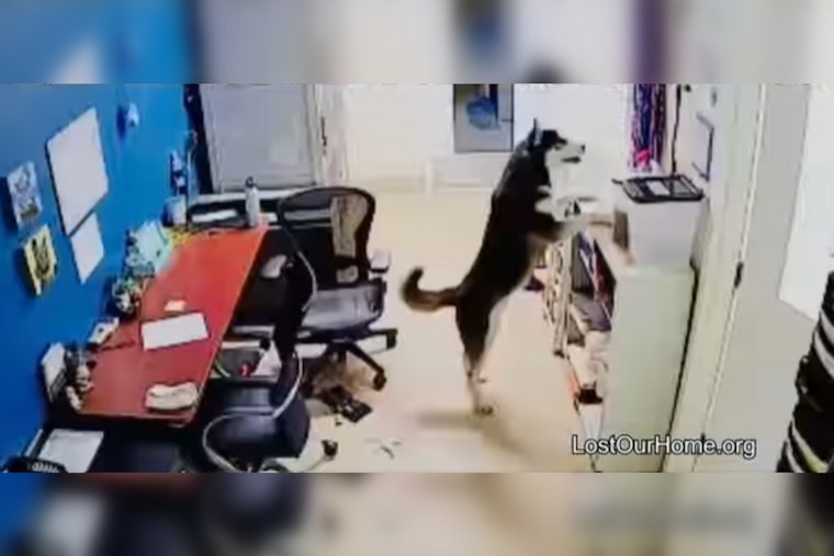 Dog Attempts to Free Friends During Late-Night Snack Raid at Tempe Pet Rescue