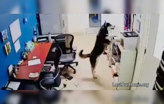 Dog Attempts to Free Friends During Late-Night Snack Raid at Tempe Pet Rescue