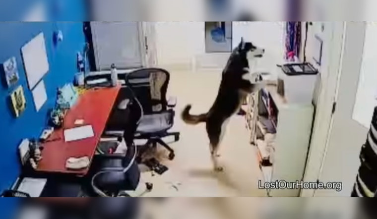Dog Attempts to Free Friends During Late-Night Snack Raid at Tempe Pet Rescue