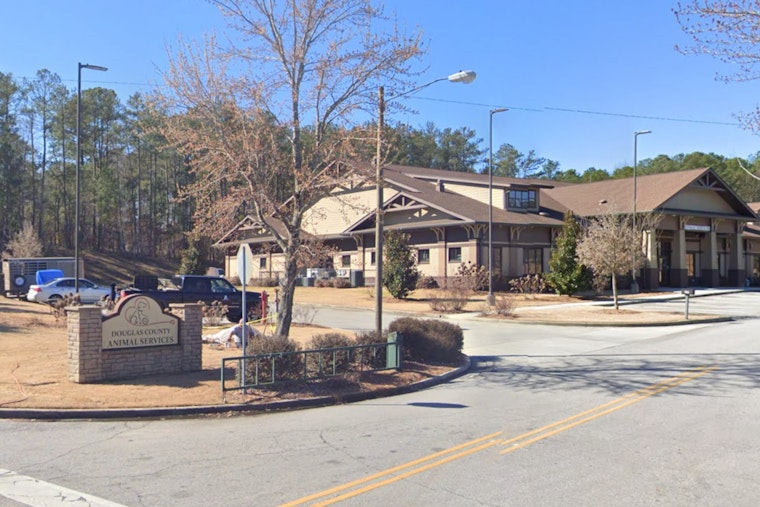Dog Pneumonia Outbreak Triggers Quarantine at Douglas County Animal Shelter in Georgia