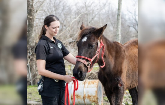 Eight Malnourished Horses Rescued from Houston Field as Authorities Investigate Animal Cruelty