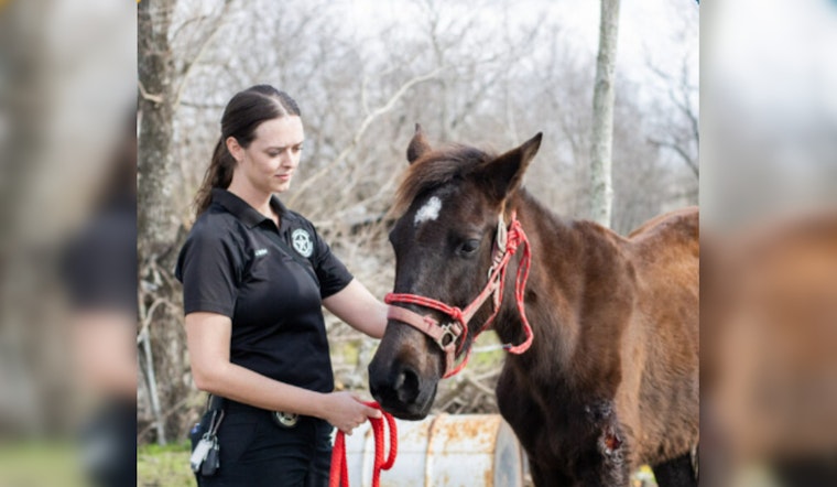 Eight Malnourished Horses Rescued from Houston Field as Authorities Investigate Animal Cruelty