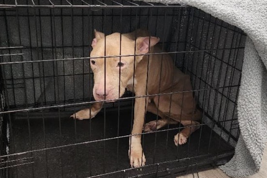 Emaciated Dog Found Tied to Fence in Fort Lauderdale, Rescued and on the Road to Recovery