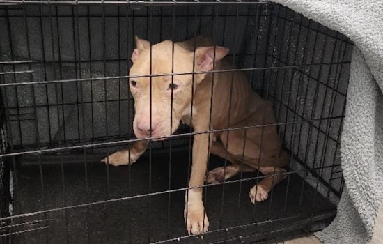 Emaciated Dog Found Tied to Fence in Fort Lauderdale, Rescued and on the Road to Recovery