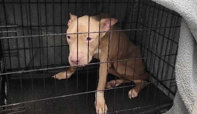 Emaciated Dog Found Tied to Fence in Fort Lauderdale, Rescued and on the Road to Recovery