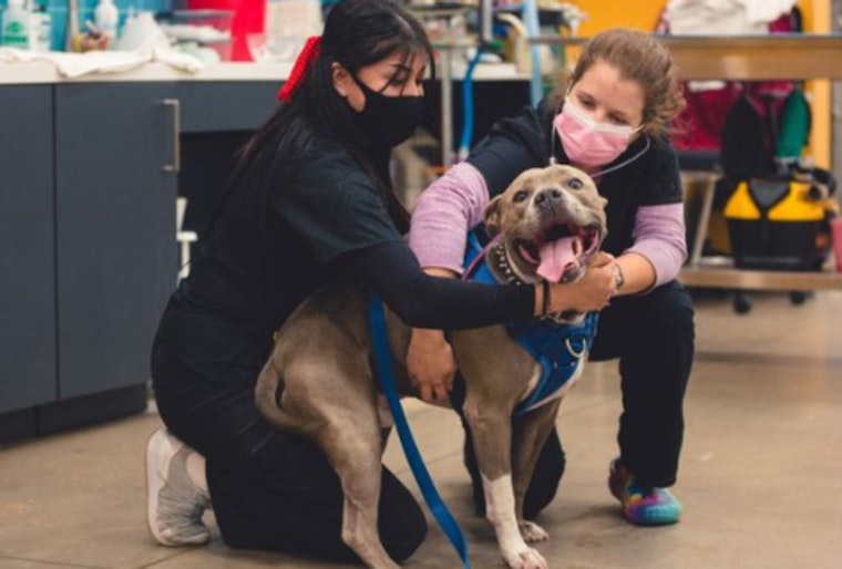 Emancipet to Enhance Austin's Pet Care with Affordable Dental and Surgical Center Opening in April
