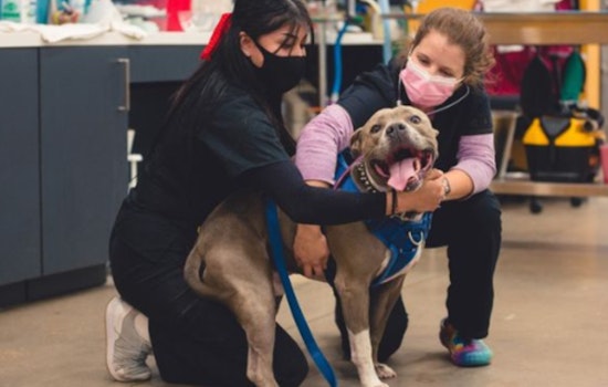 Emancipet to Enhance Austin's Pet Care with Affordable Dental and Surgical Center Opening in April