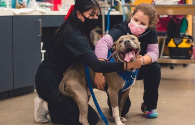 Emancipet to Enhance Austin's Pet Care with Affordable Dental and Surgical Center Opening in April