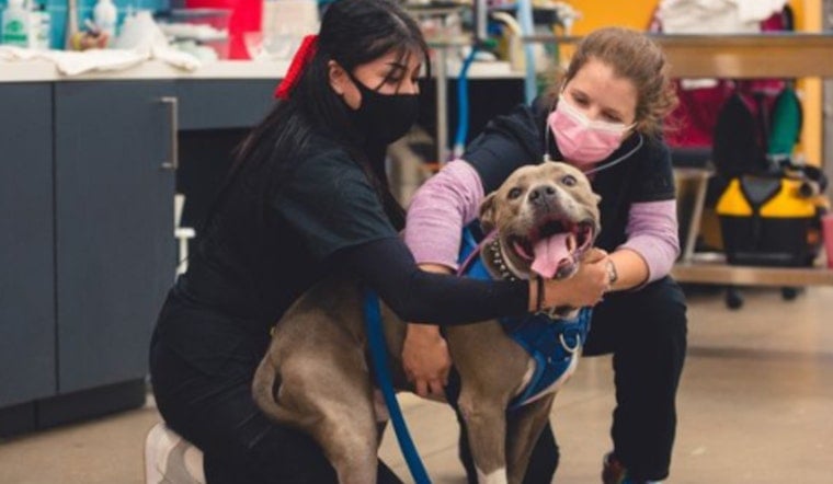 Emancipet to Enhance Austin's Pet Care with Affordable Dental and Surgical Center Opening in April