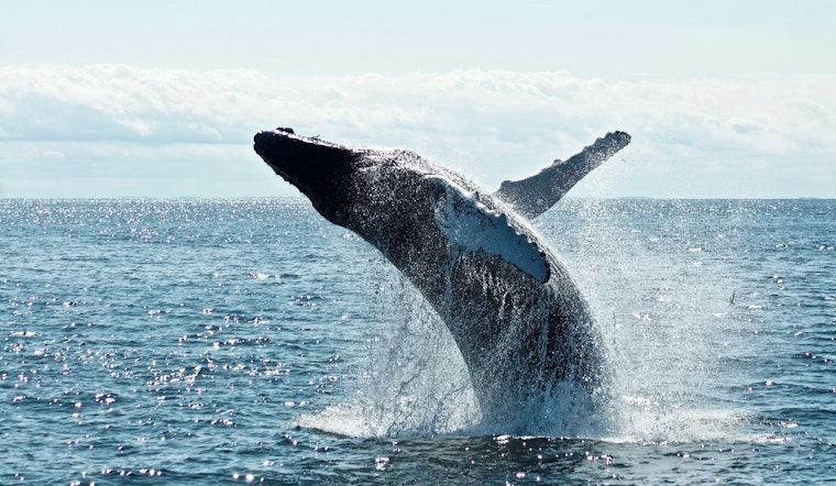 Endangered North Atlantic Right Whale Found Dead Near Martha's Vineyard, Entangled in Rope