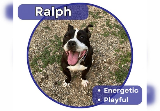 Energetic Pitbull Mix Ralph Awaits Loving Home After Year at Pope County Humane Society