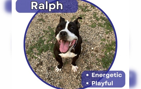Energetic Pitbull Mix Ralph Awaits Loving Home After Year at Pope County Humane Society