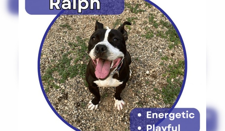 Energetic Pitbull Mix Ralph Awaits Loving Home After Year at Pope County Humane Society