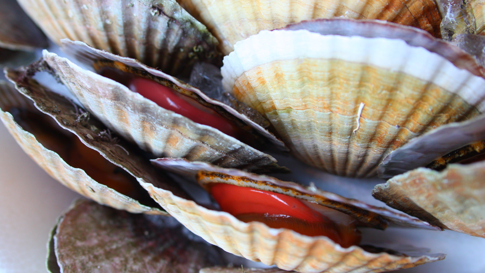The Scallop Shell on X: Super fresh diver-caught scallops in today! 😍 # scallops #thescallopshell #shellfishsaturday  / X