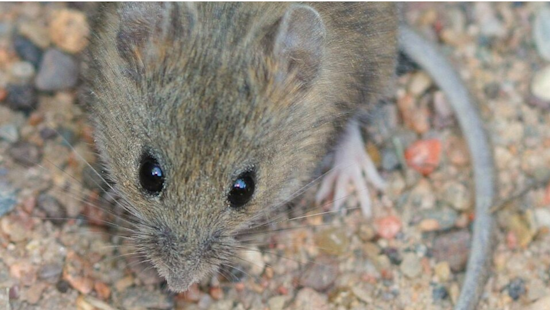 First 2023 Hantavirus Detection in San Diego County Mouse Prompts Health Advisory