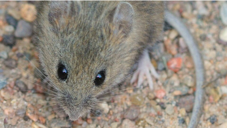 First 2023 Hantavirus Detection in San Diego County Mouse Prompts Health Advisory