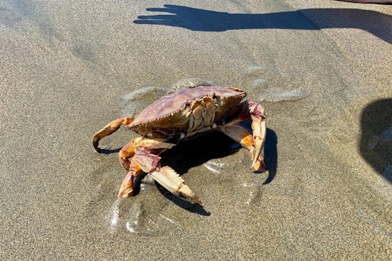 Fishermen Launch Dungeness Crab Season in San Francisco with Dockside Sales at Fisherman's Wharf