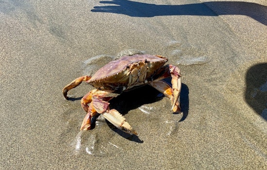 Fishermen Launch Dungeness Crab Season in San Francisco with Dockside Sales at Fisherman's Wharf