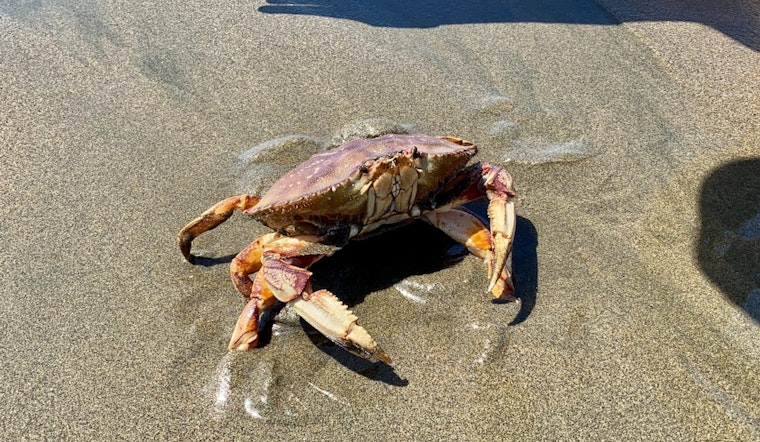 Fishermen Launch Dungeness Crab Season in San Francisco with Dockside Sales at Fisherman's Wharf