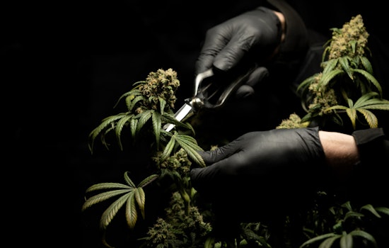 Five Arrested in Adelanto for Alleged Execution-Style Killings Over Marijuana Deal