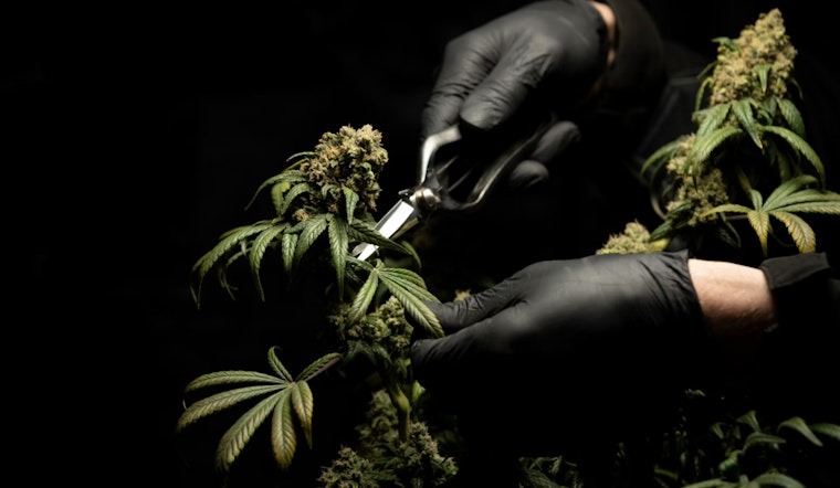 Five Arrested in Adelanto for Alleged Execution-Style Killings Over Marijuana Deal