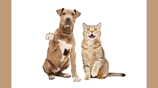 Fort Worth Animal Shelters Implement "Pause for Paws" Initiative to Enhance Pet Care and Facility Upkeep