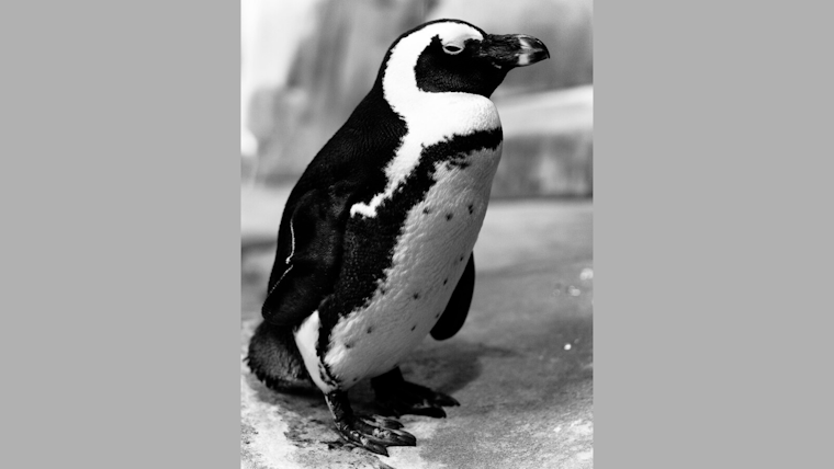 Fort Worth Welcomes First-Ever Rockhopper Penguin Chick, Meet Internet Sensation Darcy