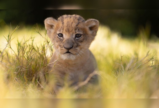 Fort Worth Zoo Celebrates Birth of Moja, the First African Lion Cub in a Decade, Marking A Leap for Conservation