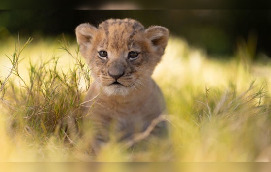 Fort Worth Zoo Celebrates Birth of Moja, the First African Lion Cub in a Decade, Marking A Leap for Conservation