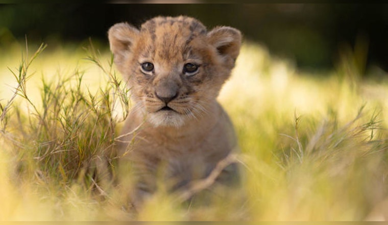Fort Worth Zoo Celebrates Birth of Moja, the First African Lion Cub in a Decade, Marking A Leap for Conservation
