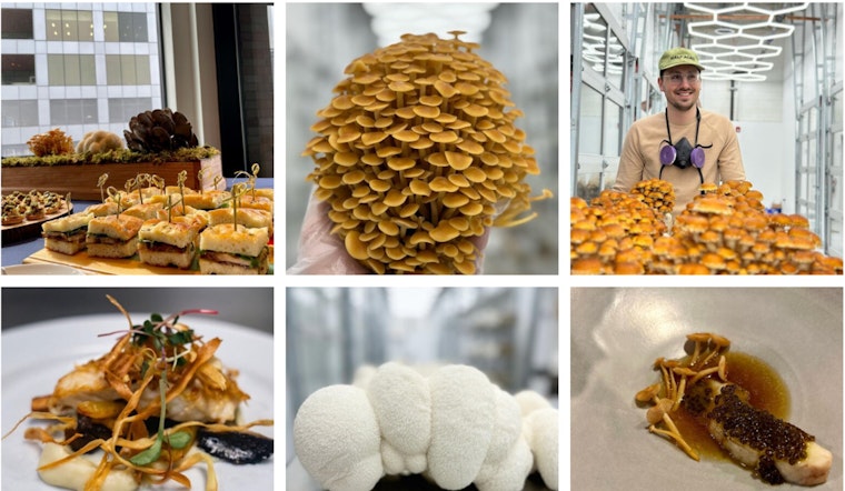 Four Star Mushrooms Fuels Chicago's Culinary Scene with Sustainable, Gourmet Fungi