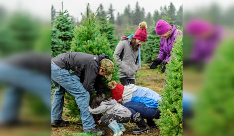 From Festive to Fish-Friendly, Texas and Missouri Turn Christmas Trees into Aquatic Habitats
