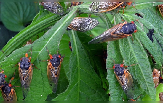 Georgia Braces for Historical Cicada Emergence as Two Broods Awaken After Centuries