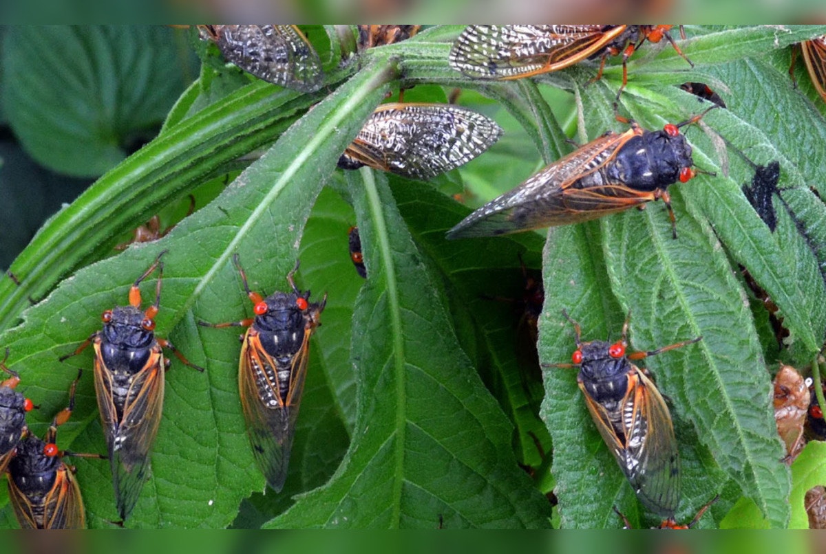 Georgia Braces for Historical Cicada Emergence as Two Broods Awaken