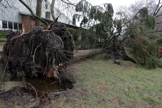 Girl Survives After Tree Topples at Melrose Trading Post Amid High Winds in Los Angeles
