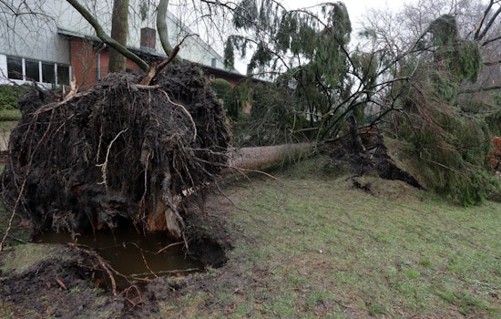 Girl Survives After Tree Topples at Melrose Trading Post Amid High Winds in Los Angeles