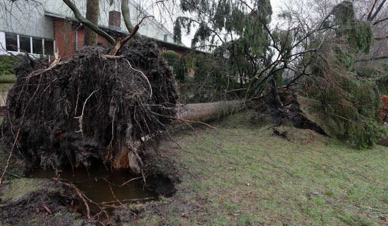 Girl Survives After Tree Topples at Melrose Trading Post Amid High Winds in Los Angeles