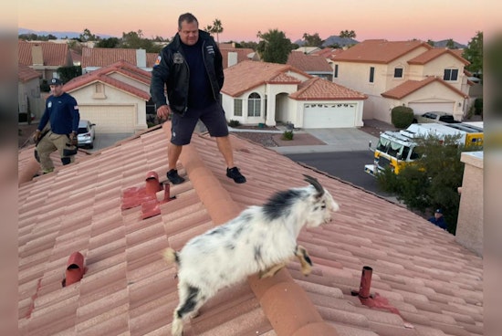 Glendale Fire Department Swaps Hoses for Hooves in Unconventional Goat Rescue