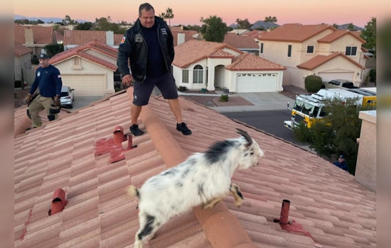 Glendale Fire Department Swaps Hoses for Hooves in Unconventional Goat Rescue