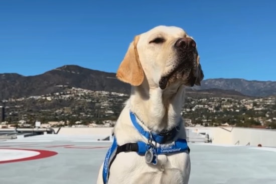 Glendale Police Department Welcomes Brisket, a Trained Facility Dog, to Comfort and Support Community