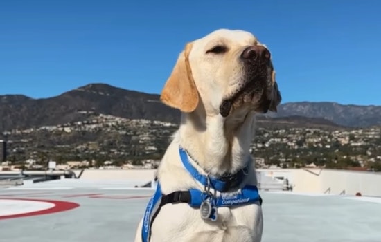 Glendale Police Department Welcomes Brisket, a Trained Facility Dog, to Comfort and Support Community