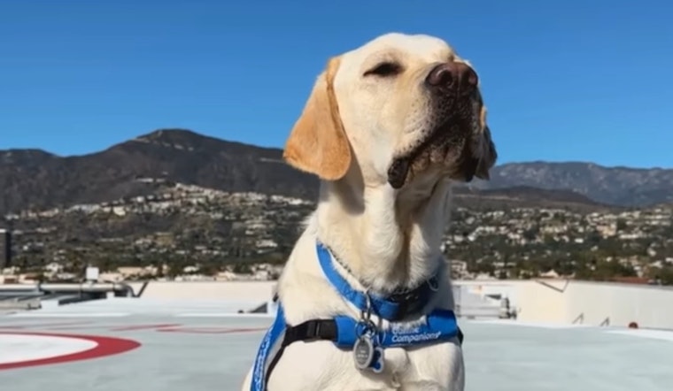 Glendale dogs best sale