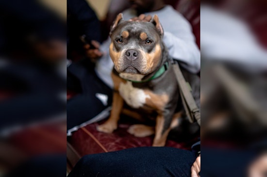 Houston Celebrates Safe Return of Kidnapped Emotional Support Dog to Nonprofit Counselor