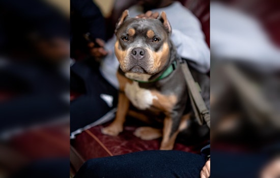 Houston Celebrates Safe Return of Kidnapped Emotional Support Dog to Nonprofit Counselor