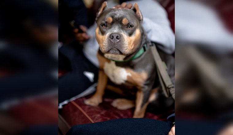 Houston Celebrates Safe Return of Kidnapped Emotional Support Dog to Nonprofit Counselor