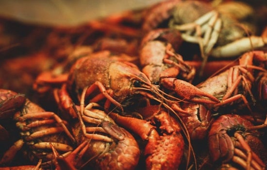 Houston Crawfish Season Delayed: Restaurants Brace for Supply Shortages and Higher Prices