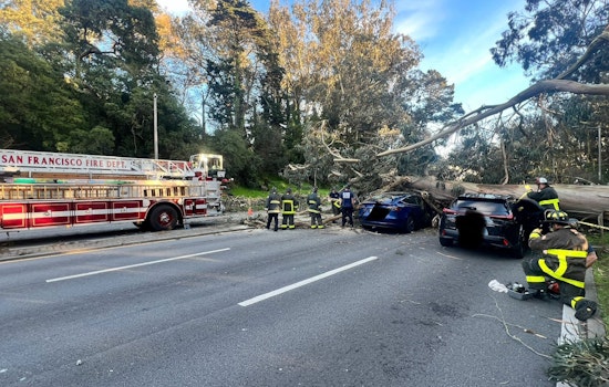 Huge Eucalyptus Crushes Multiple Cars in Golden Gate Park; 11 Pulled from Wreckage by San Francisco Fire Department