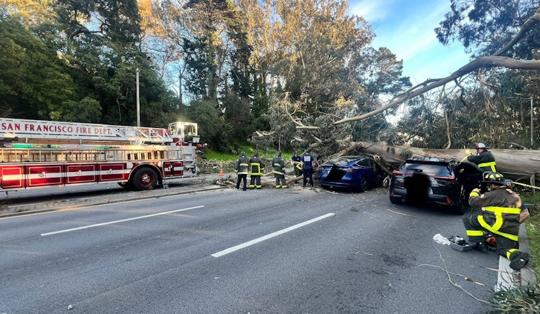Huge Eucalyptus Crushes Multiple Cars in Golden Gate Park; 11 Pulled from Wreckage by San Francisco Fire Department