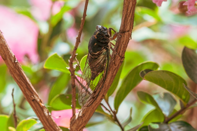 Illinois Set for Rare Dual Cicada Emergence, Unseen Since the 19th Century