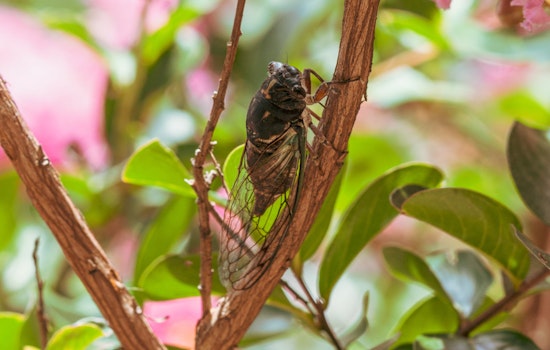 Illinois Set for Rare Dual Cicada Emergence, Unseen Since the 19th Century